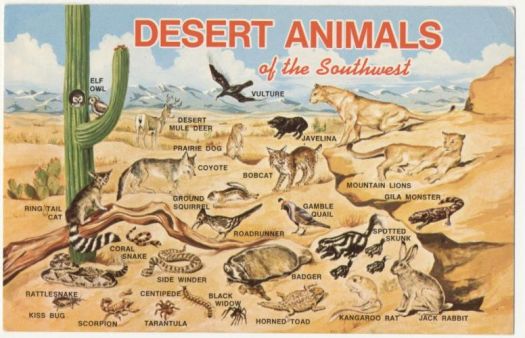 Solve Southwestdesertanimals jigsaw puzzle online with 24 pieces