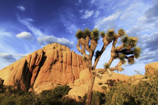 Solve Joshua Tree jigsaw puzzle online with 150 pieces
