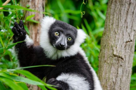 Jigsaw Puzzle lemur madagascar zoo animal 150 pieces Jigidi