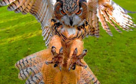 Solve Pouncing Eurasian Eagle Owl jigsaw puzzle online with 28 pieces