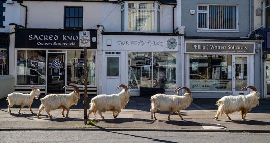 Solve Goats strolling around town, Wales jigsaw puzzle online with 66