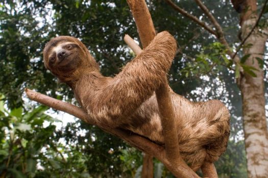 Solve Sloth in Amazon by Sergi Reboredo jigsaw puzzle online with 126