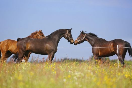 Solve paarden jigsaw puzzle online with 600 pieces