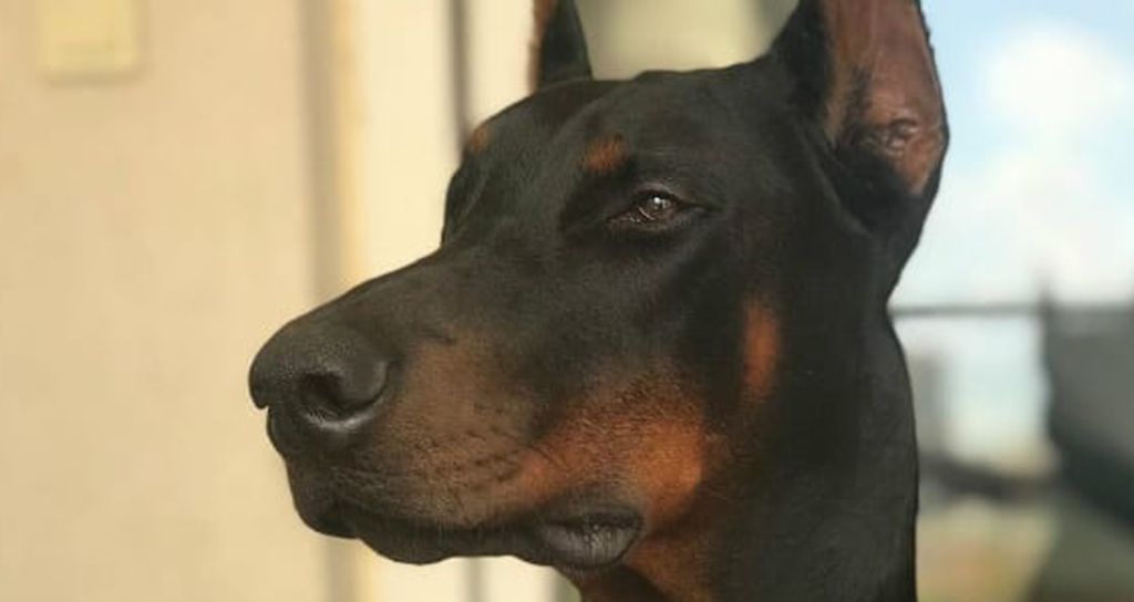 These Dog Breeds Shouldn’t Be Kept As Pets, Vets Agree