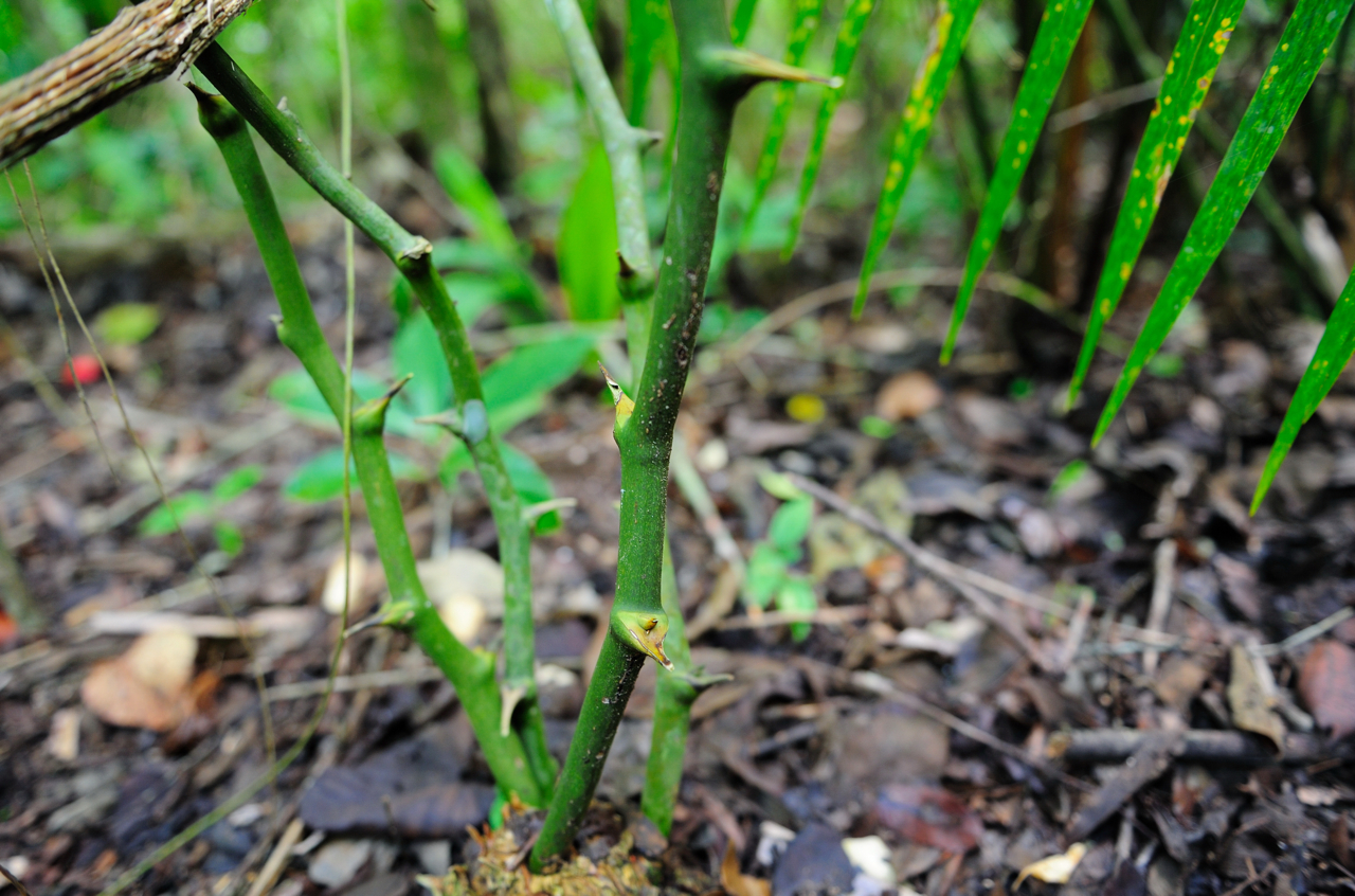 11 miracle cures from Belize Matador Network