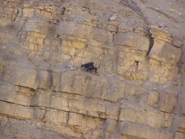 32 photos that prove goats are the world's best climbers
