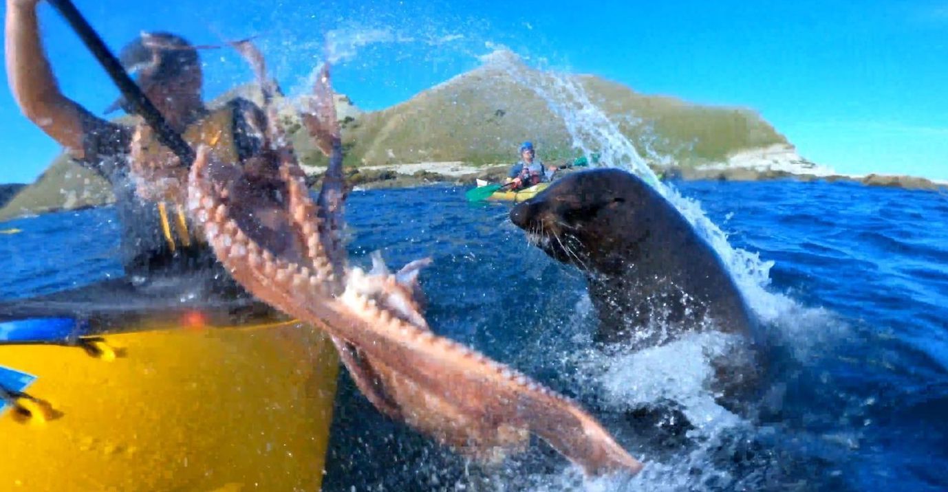 A Seal Slapped a Kayaker in the Face With an Octopus Off the Coast of
