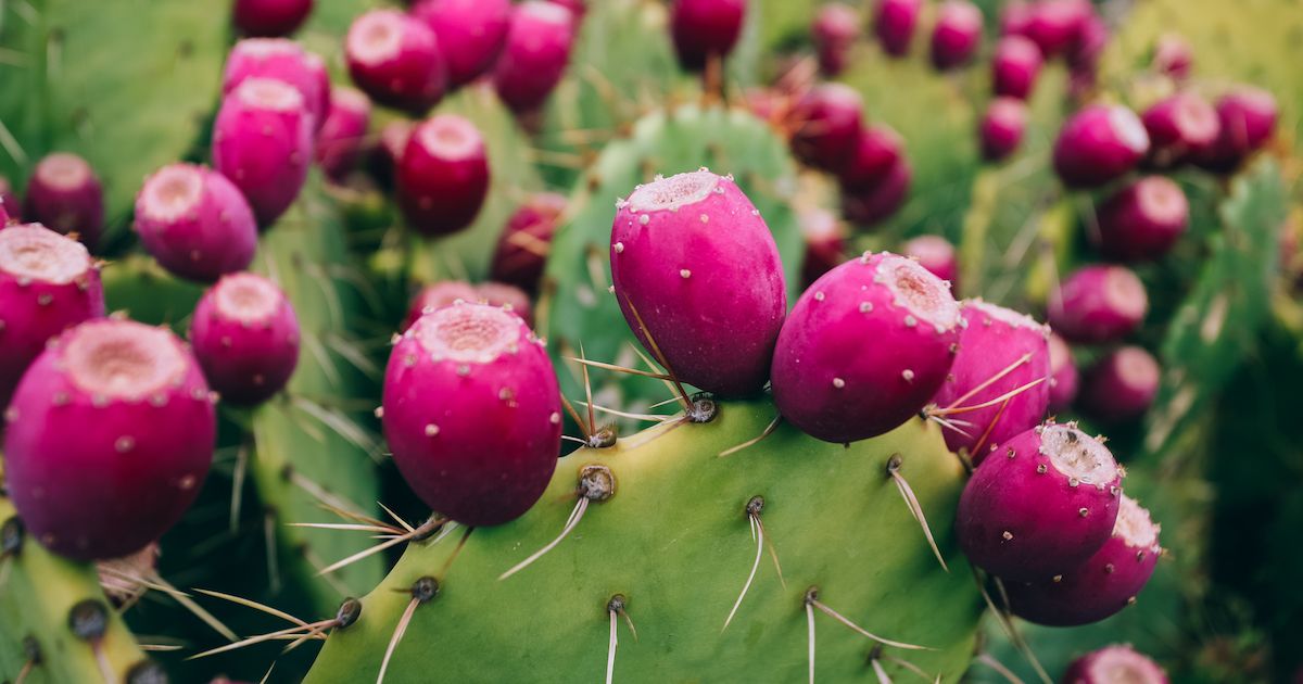 Can You Eat Cactus? The 5 Main Types of Edible Cacti