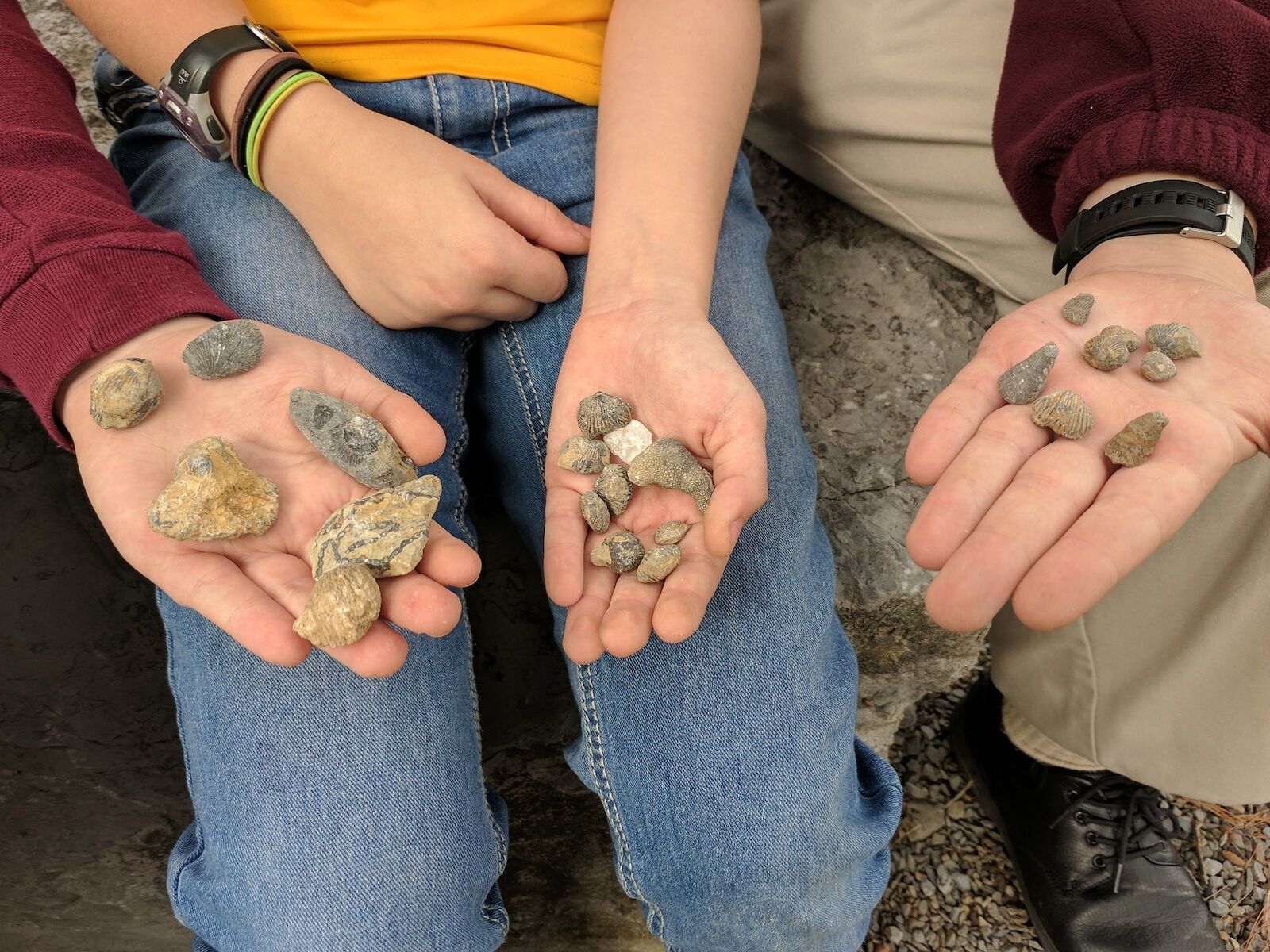 Finding Fossils In Pennsylvania at Holly Byrd blog