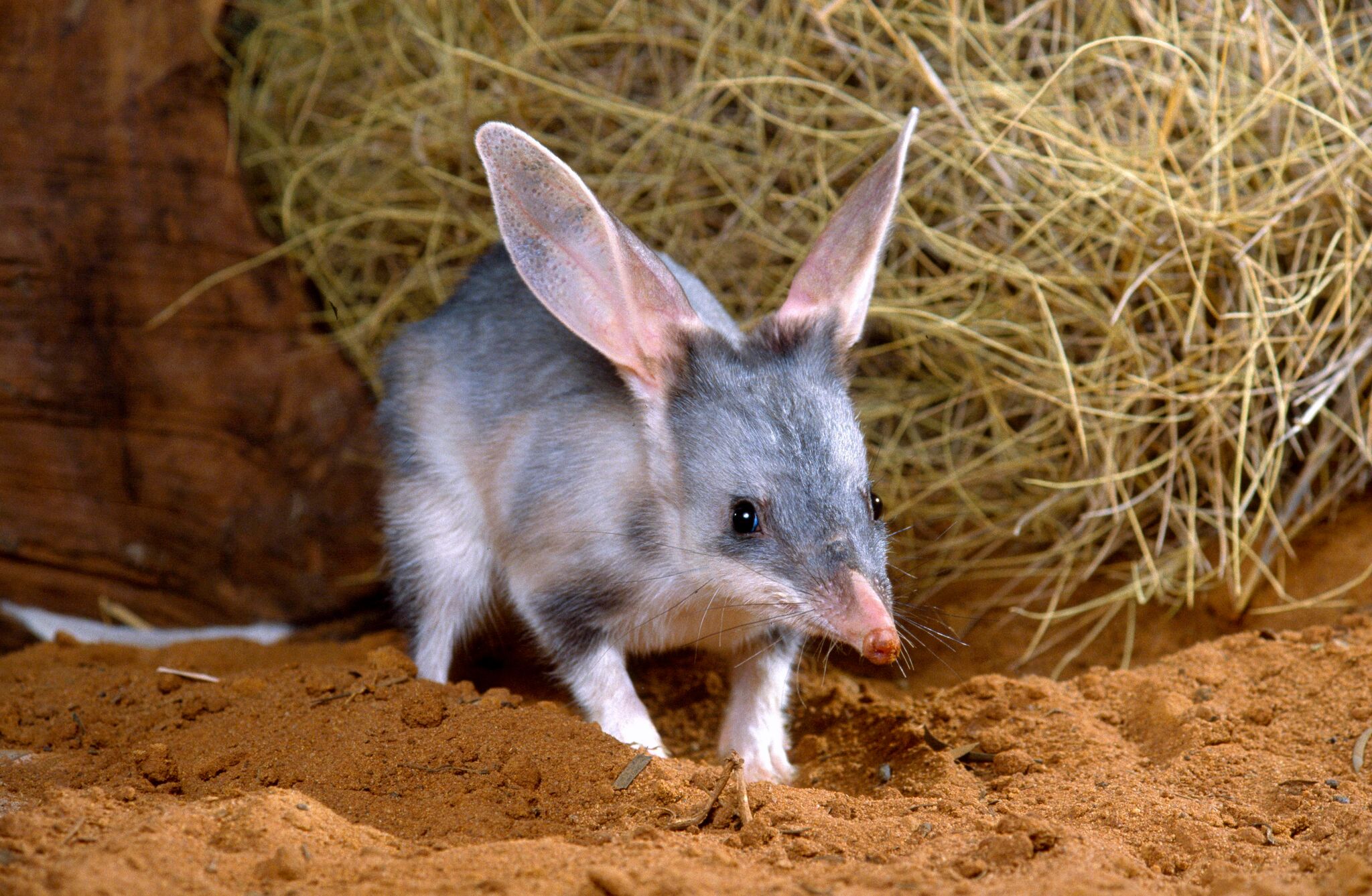 Biggest day on the bilby calendar Mirage News