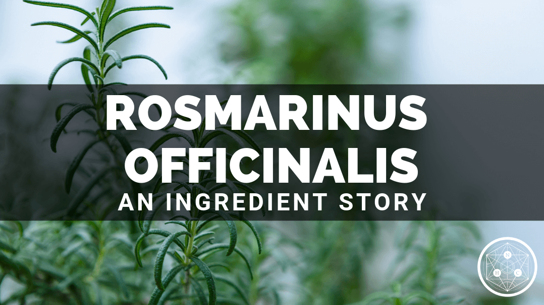 Rosmarinus officinalis Leaf Extract Sources And Benefits