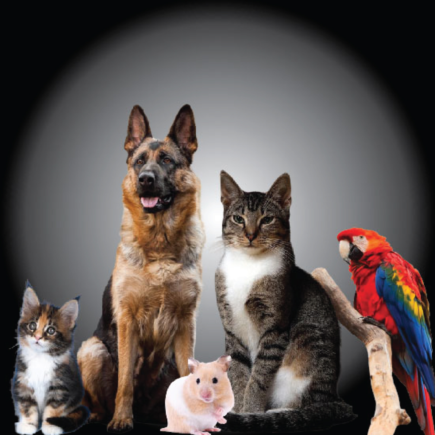 Pet Shop in Melaka, Pet Food Wholesaler Malaysia, Pet Accessories