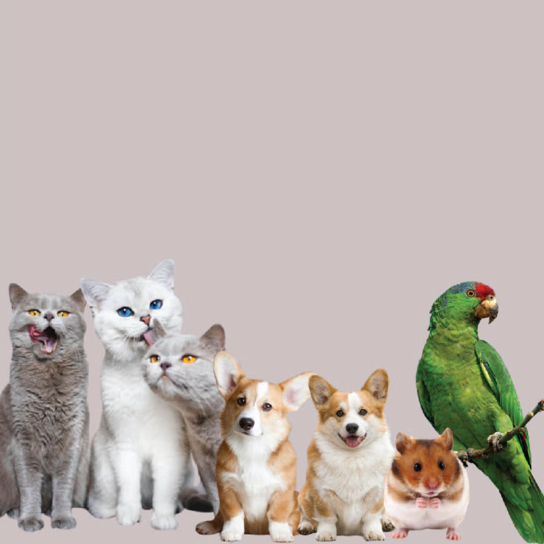 Pet Shop in Melaka, Pet Food Wholesaler Malaysia, Pet Accessories