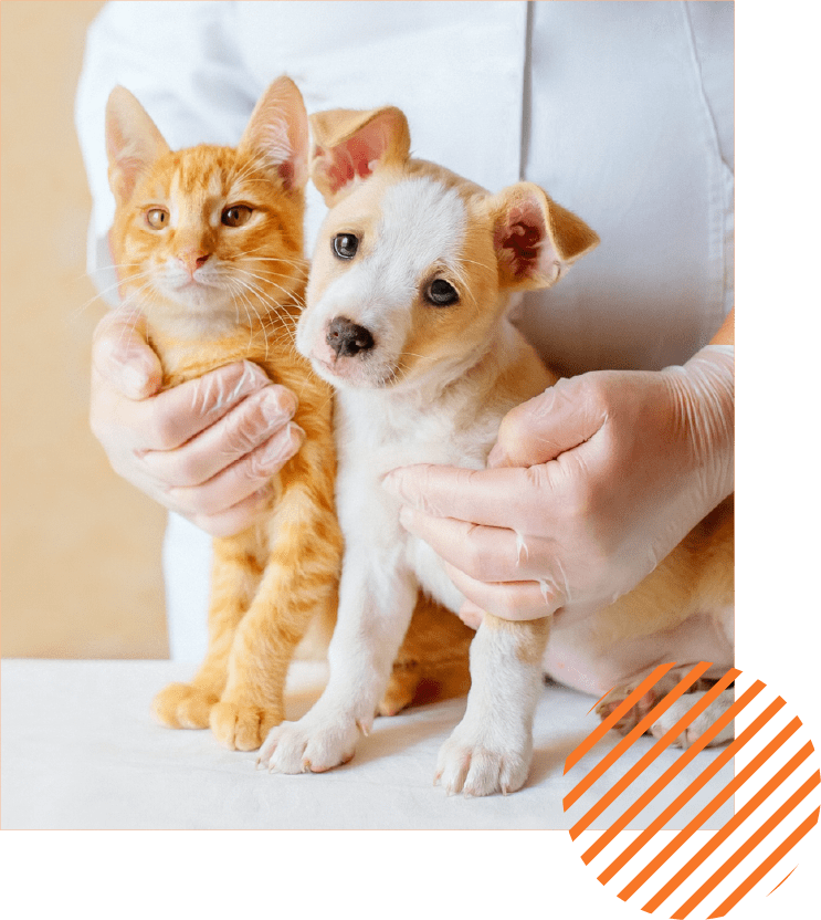 International Pet Food Manufacturer Malaysia, Asia Pet Food Supplier APP Pet Food Sdn Bhd