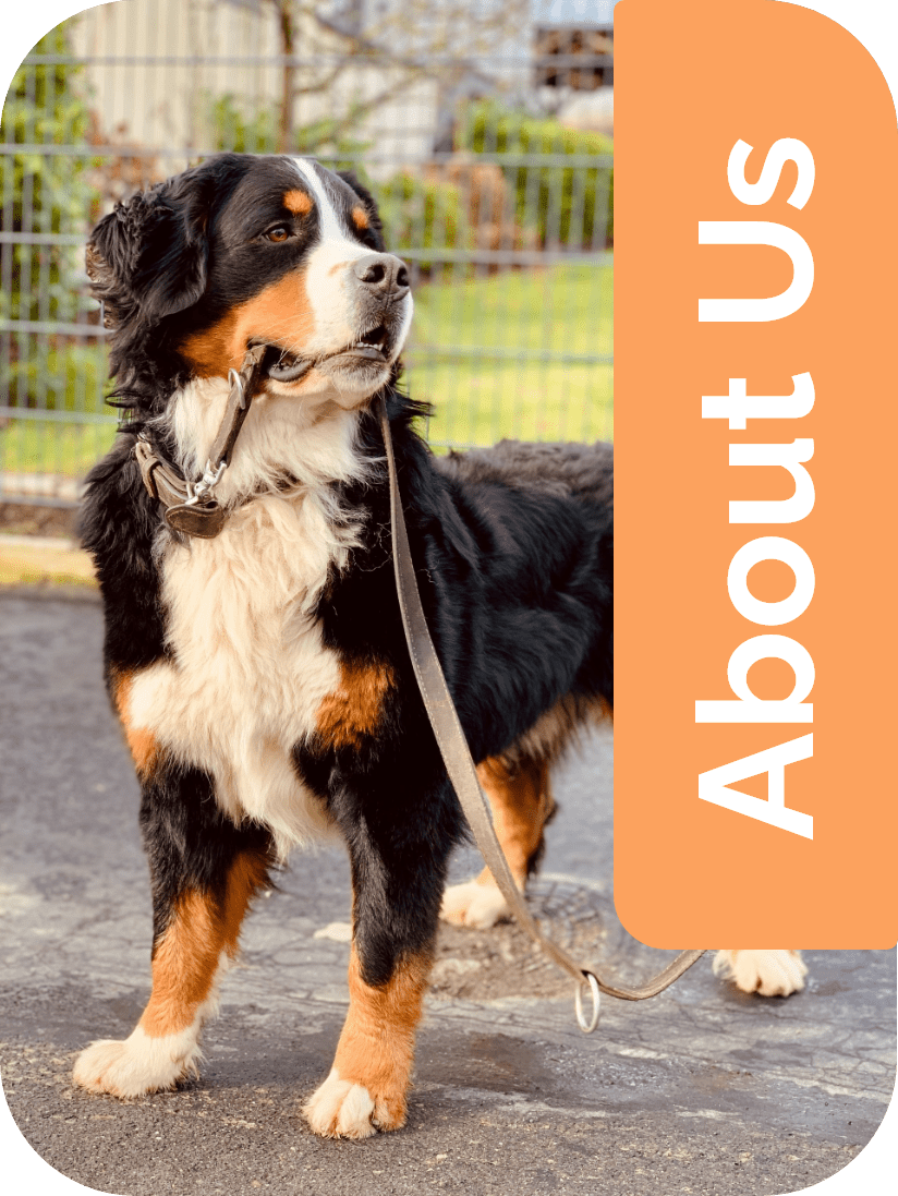 Puppies For Sale Selangor, Dog Breeder Kuala Lumpur (KL), Dog Grooming