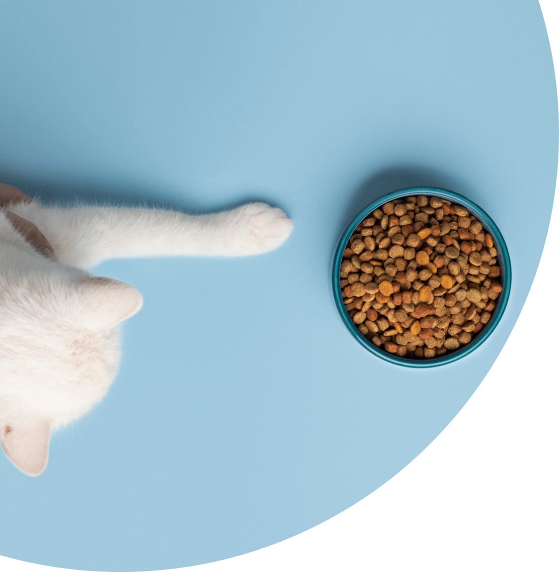 Pet Foods Distributor in Penang Pet Supplement Supplier Nibong Tebal Pet Freeze Dried Foods