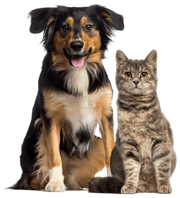 Pet Food Supplier Johor Bahru (JB), Pet Snacks Supply Malaysia, Pet