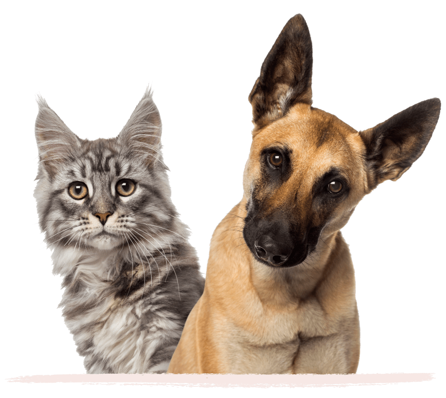 Pet Food Supplier Johor Bahru (JB), Pet Snacks Supply Malaysia, Pet