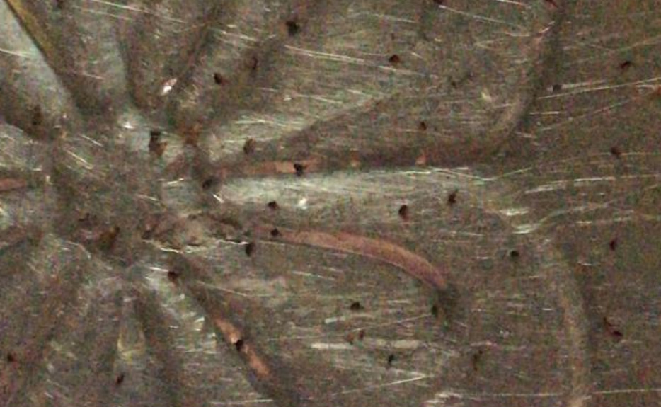 Fleas / Ticks Treatment Puchong, Selangor, Kuala Lumpur (KL), Malaysia Services, Specialist