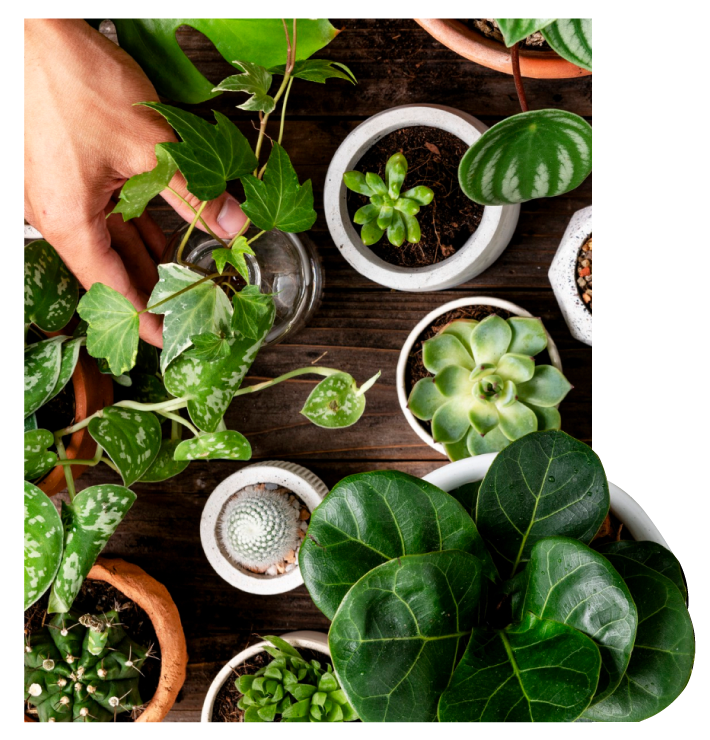 Flower Nursery Johor Bahru Best Flower Site