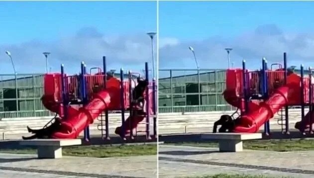 Şili Devlet Başkanı Gabriel Boric, Kaydırağa Sıkıştı!