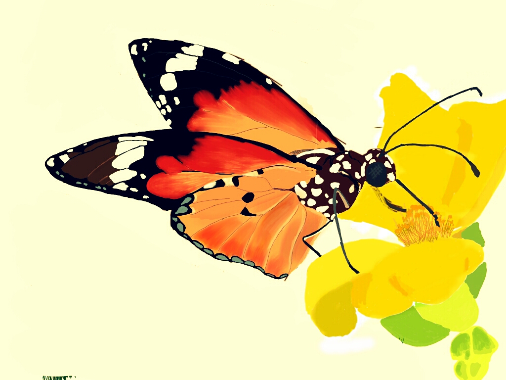 Best Butterfly Drawings From PicsArt Drawing Challenge Picsart Blog