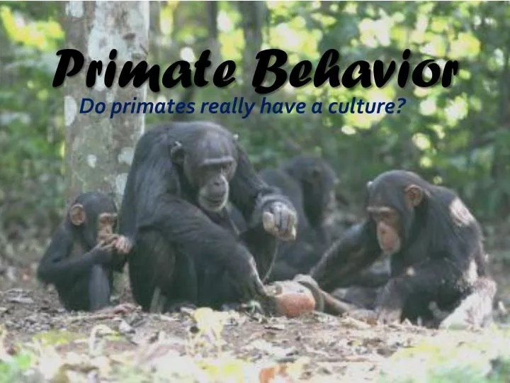 PPT Primate Behavior PowerPoint Presentation, free download ID1965836