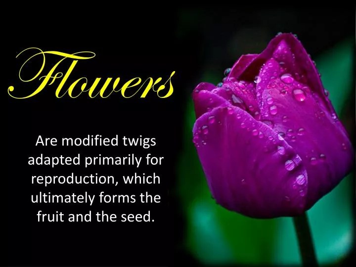 Parts Of A Hibiscus Flower And Their Functions Ppt Best Flower Site