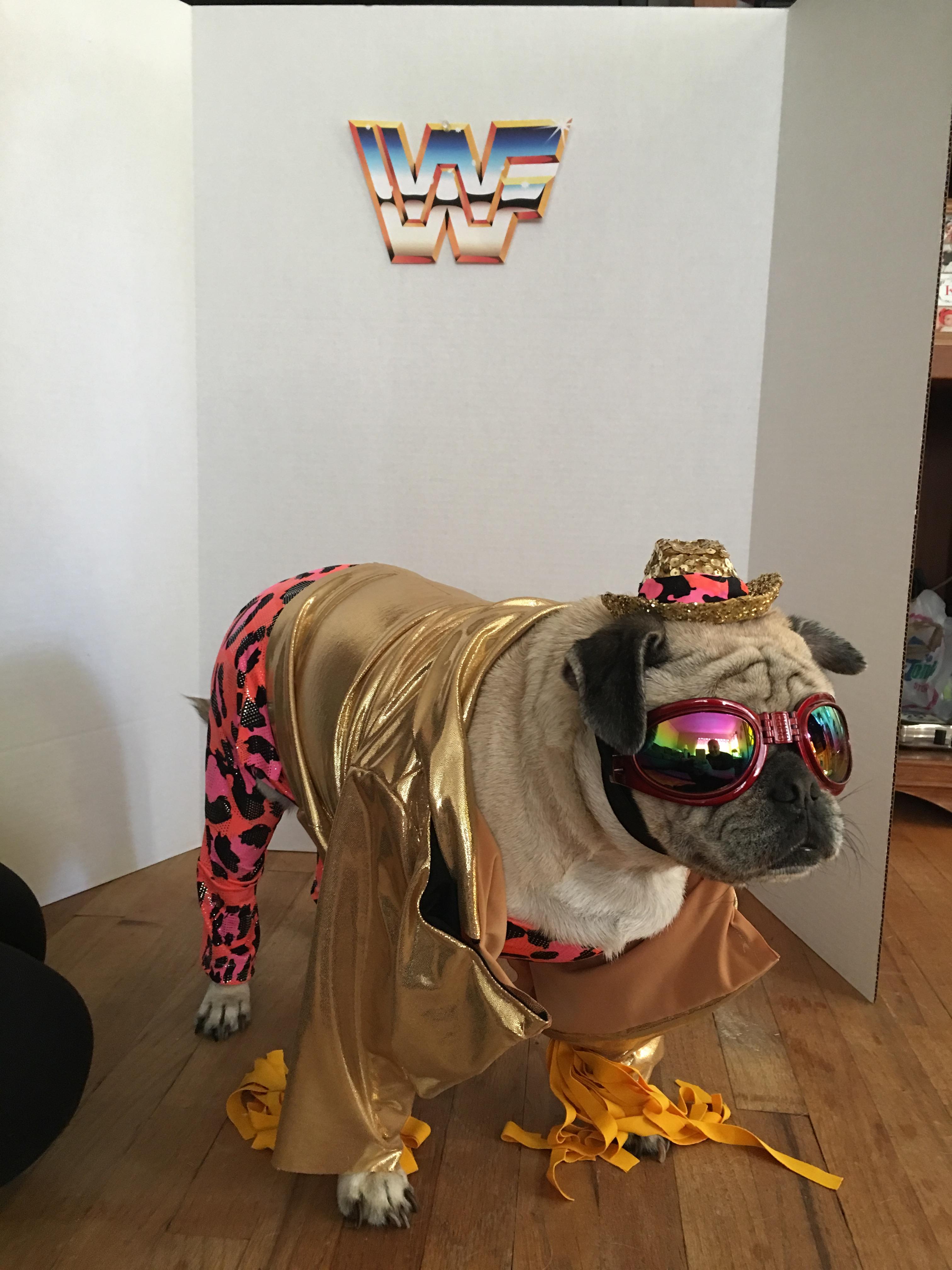 Dog owner gives their pug a WWEthemed photo shoot...no really