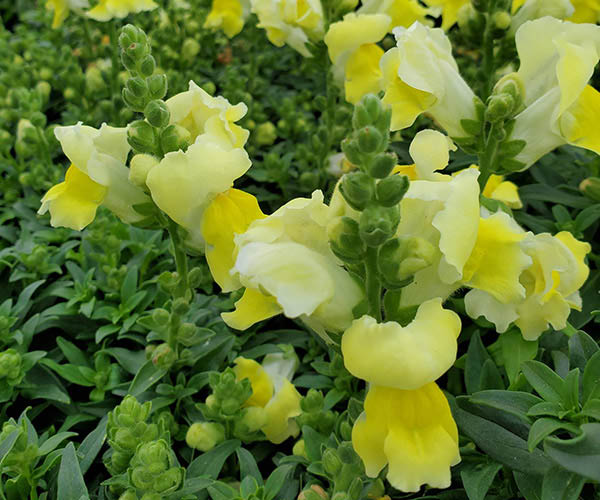 Susanne Hansen Flowers Of Kingwood Promo Code / Simply Edible Fruit