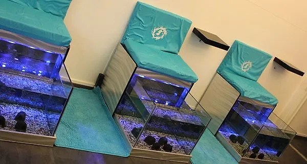 Feel & Peel ist der erste Salon für Fischpediküre in Wien