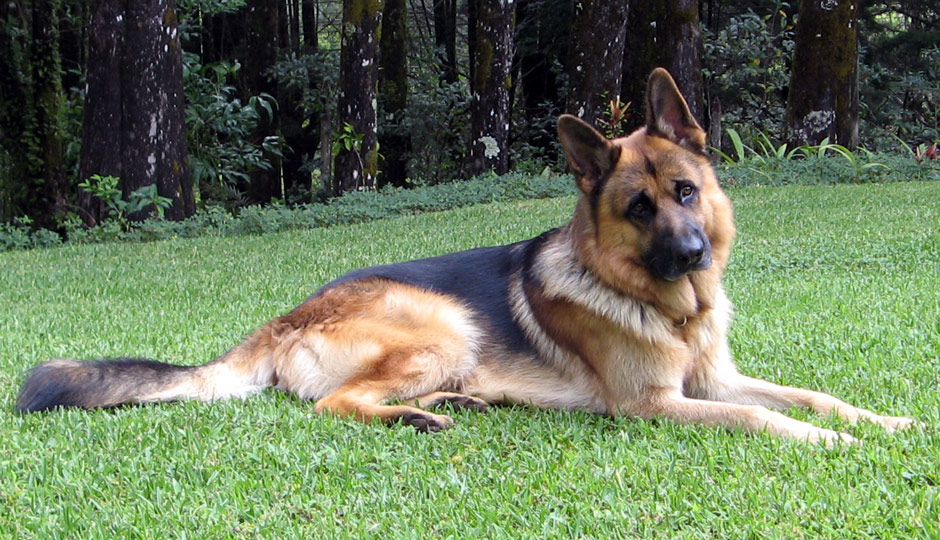 Top 10 Dogs In America