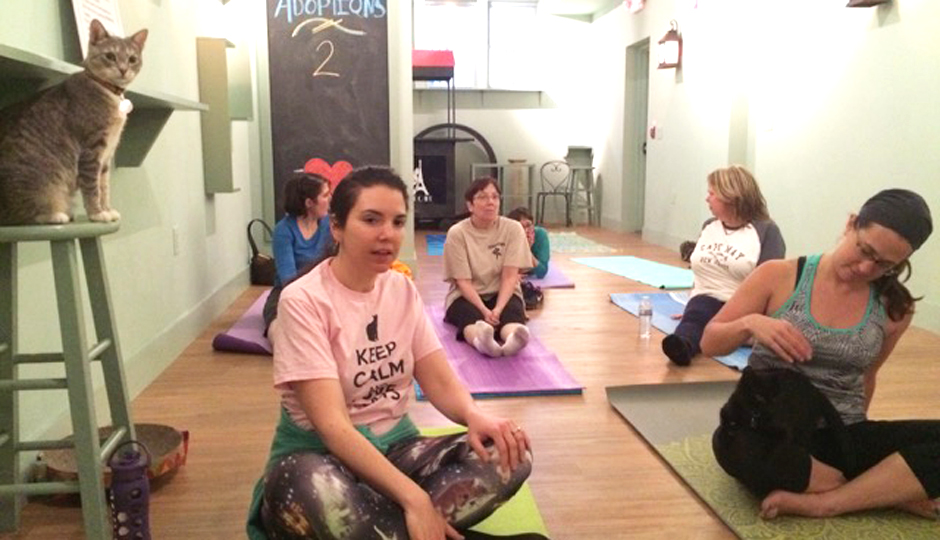 Do Yoga at Philly’s New Cat Cafe Every Monday Be Well Philly
