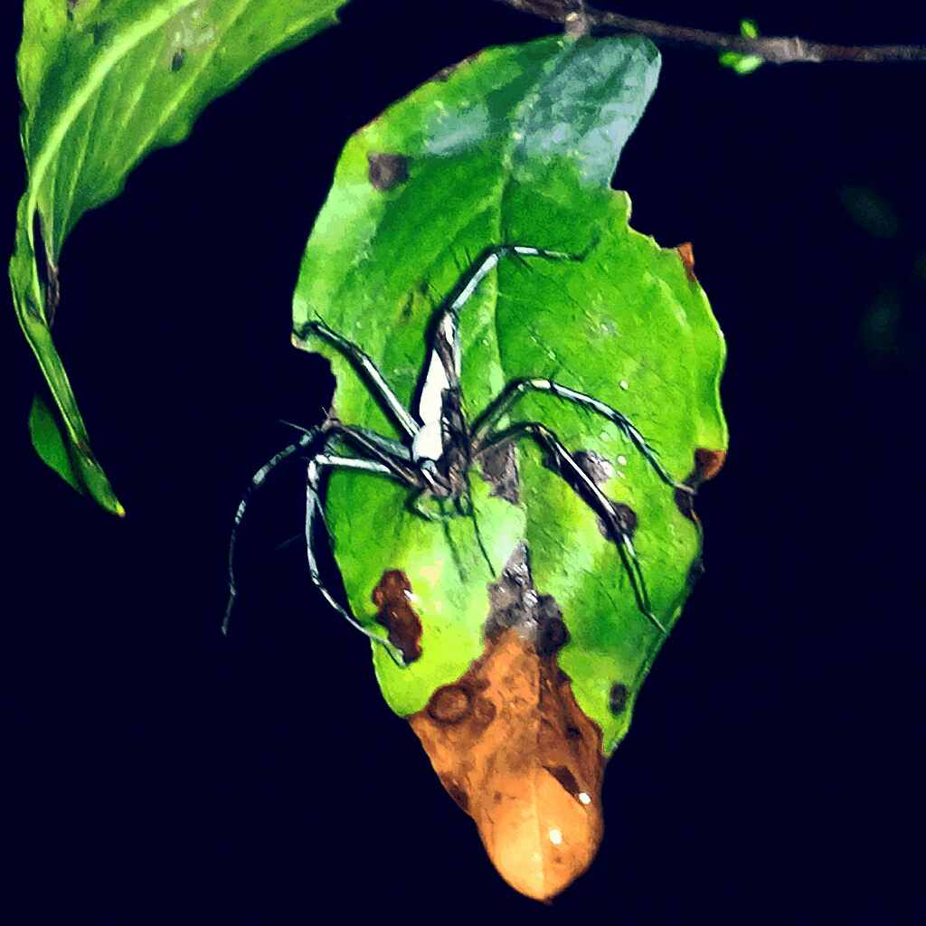 Spider Wallpaper Gif