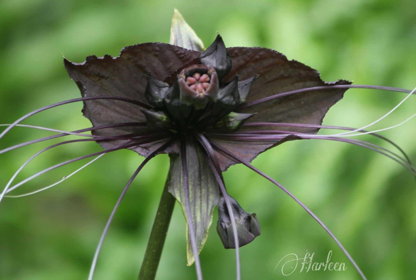 Bat flower image by harleendhillon