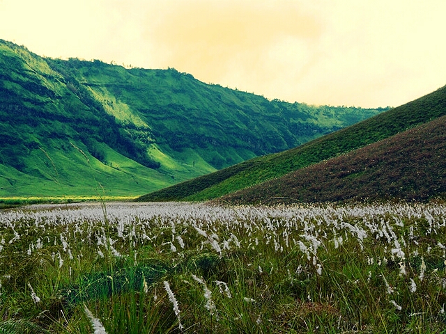 Gambar Mentahan Rumput status wa terbaru