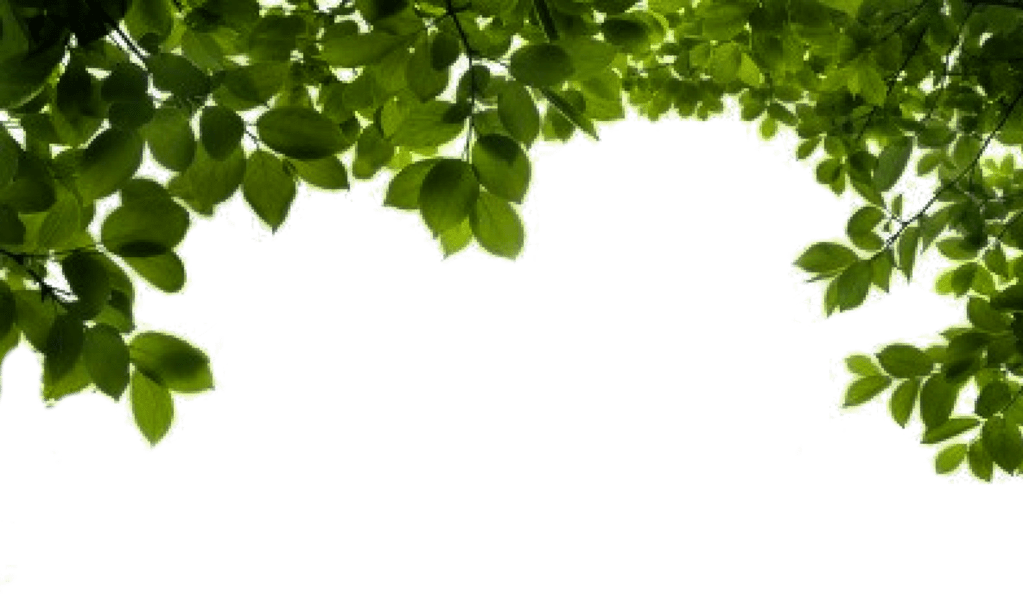 leaf leaves border overlay tree sticker by angienelson1988