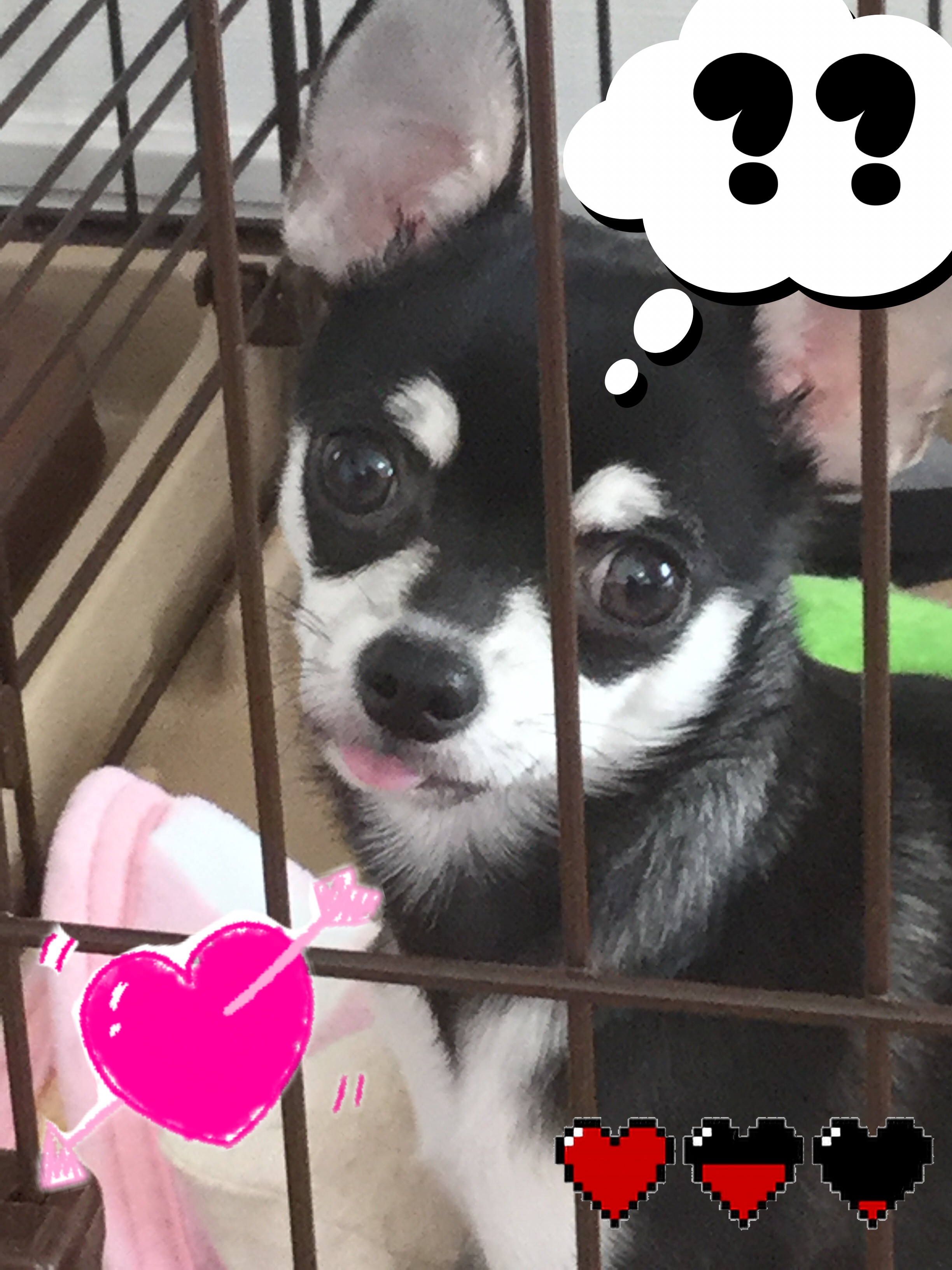 Tama Na Meme Dog MemeFree