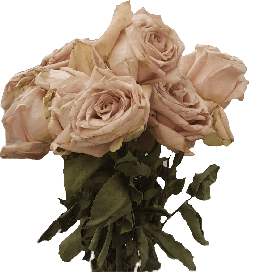 dead flowers freetoedit dead sticker by mortuarydoll