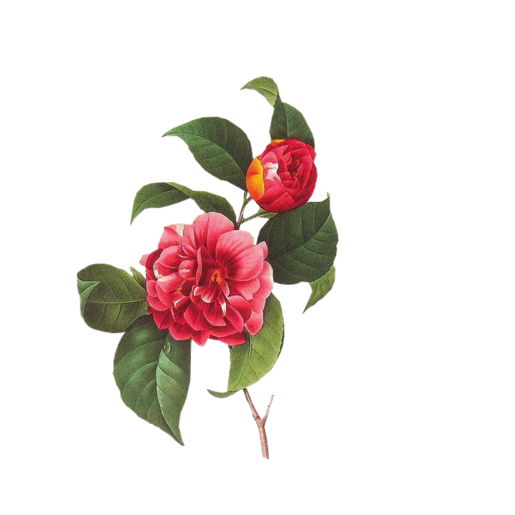 Flower Overlays For Edits Best Flower Site