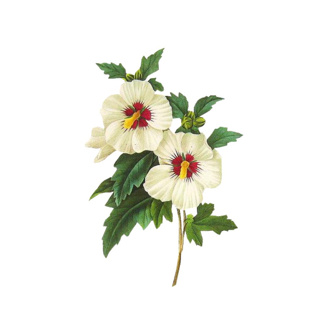 Flower Overlays For Edits Best Flower Site