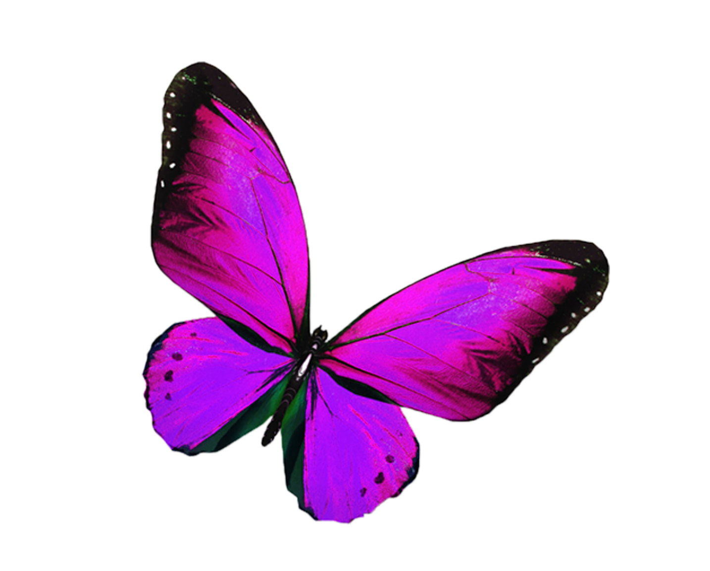 butterfly pink freetoedit origfte sticker by picsart