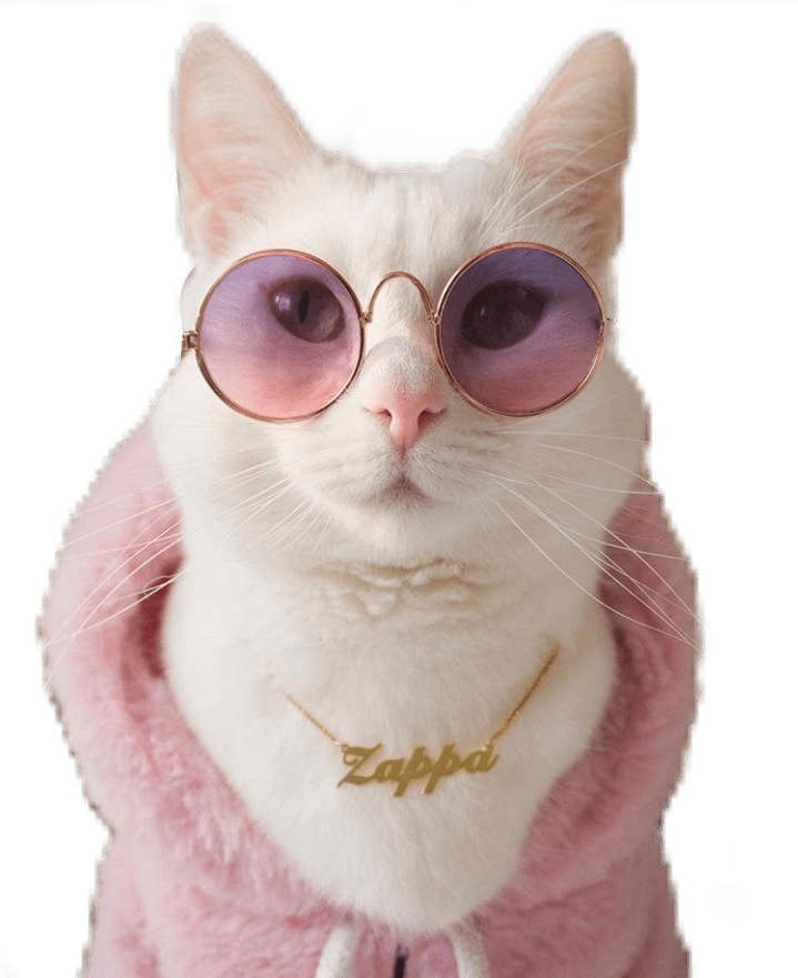 Gambar Kucing Lucu Png Koleksi Gambar HD