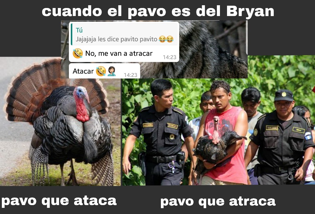 Memes Del Dia Del Pavo