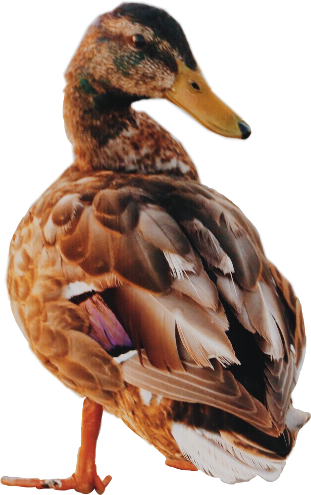 scducks ducks freetoedit sticker by ricosmaid