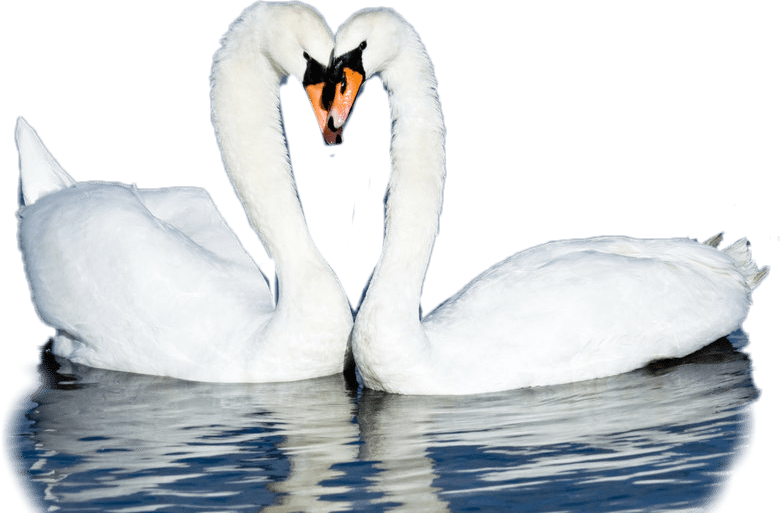 freetoedit scducks ducks sticker by salam_hamdi