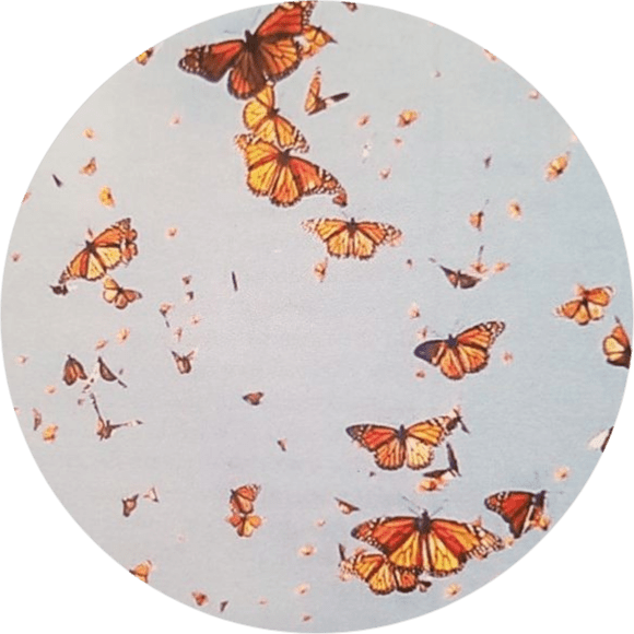 butterfly aesthetic tumblr freetoedit sticker by g_danesin