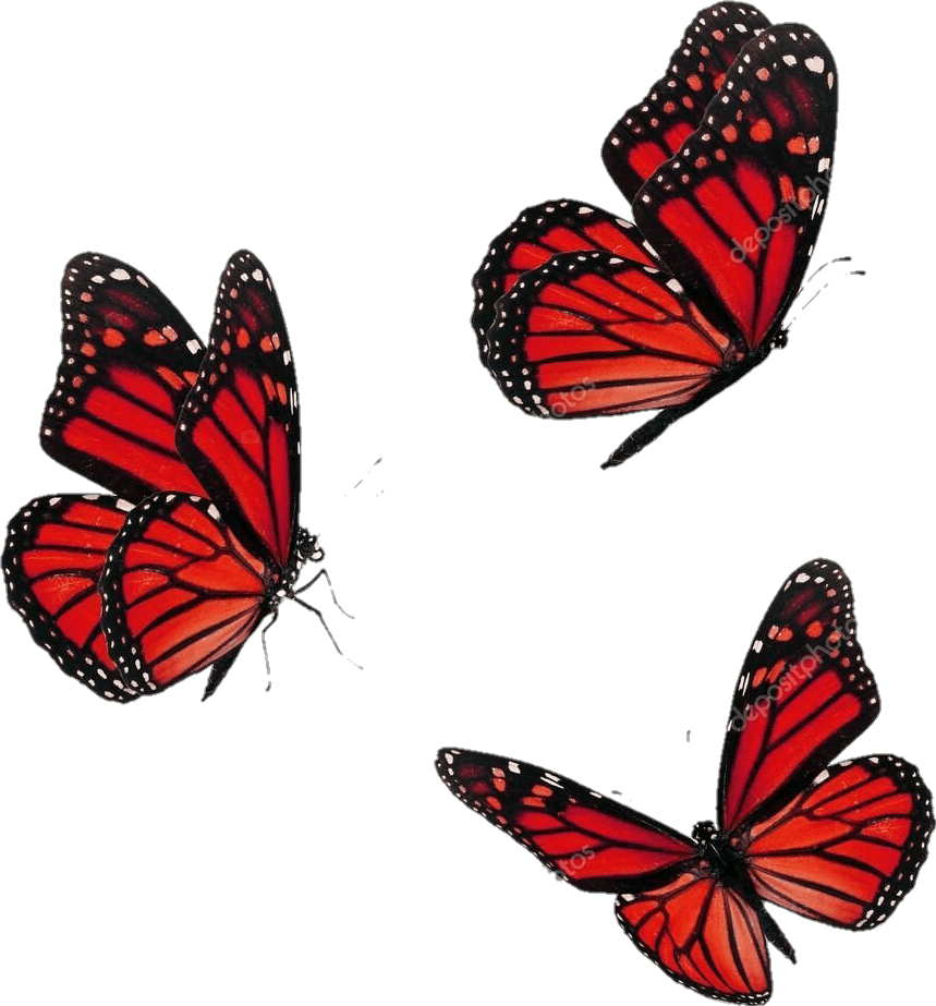 butterfly butterflies aesthetic red bug freetoedit