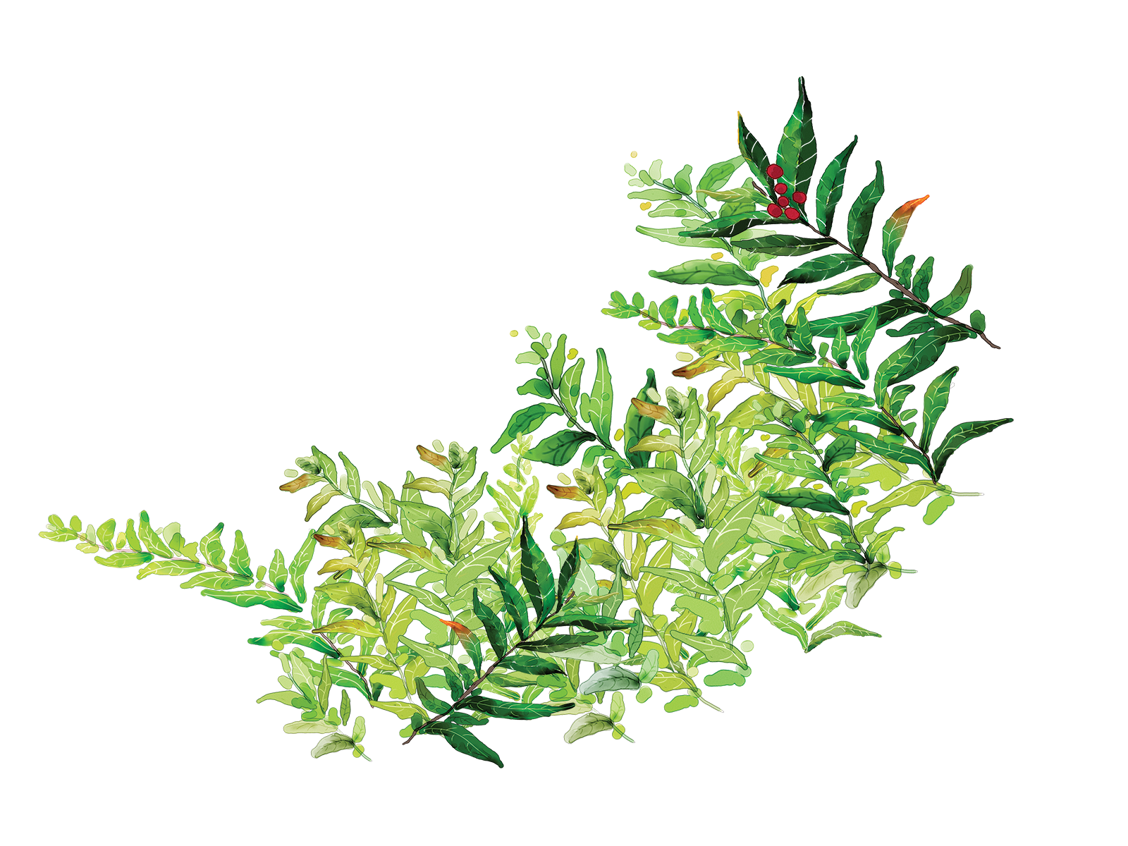 Greenery Watercolor Png groveinspire