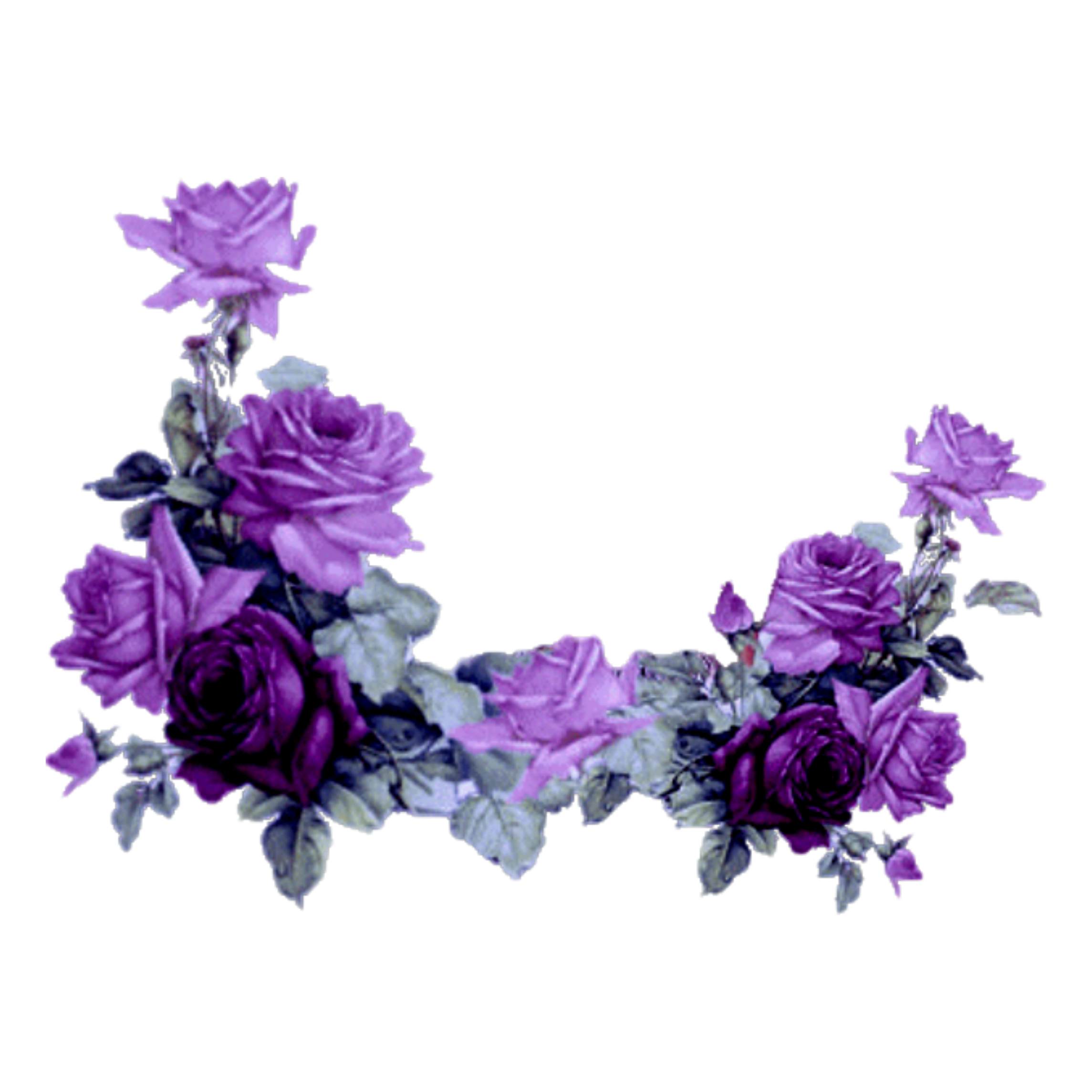 mq purple roses rose border borders...